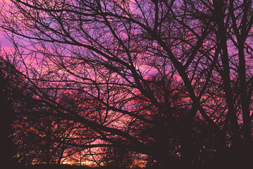 Dramatic pink dawn sunrise through tree branches in early morning