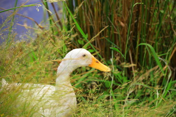 duck in the nature