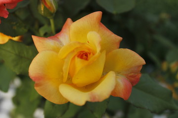 yellow red rose in garden