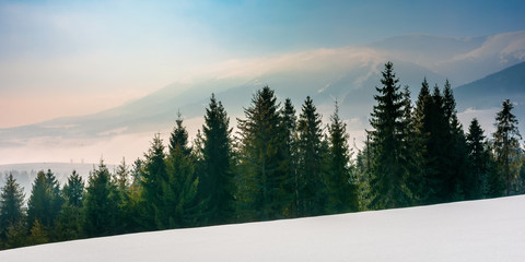 spruce forest on a snow covered mountain meadow. beautiful winter landscape with distant ridge. wonderful sunny weather with fog and mist in the valley. fantastic scenery of carpathian mountains