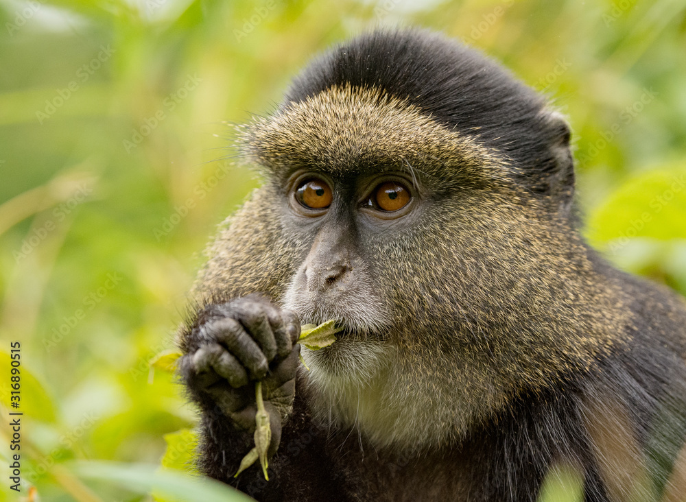 Wall mural golden monkey in volcanoes national park, rwanda