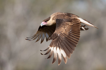 Crested Caracara, Rio Grande Valley, Texas