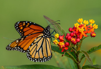 Monarch Butterfly on flowers, Pinckney Island NWR, South Carolina