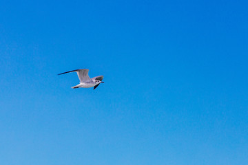 gaviota