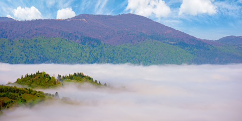 mountainous countryside in the morning. valley full of rising fog. green foliage on trees. wonderful nature scenery in springtime