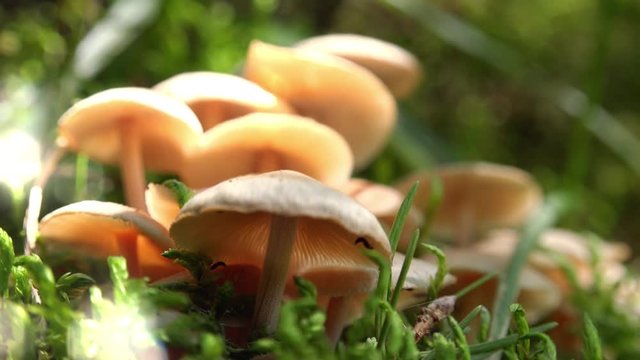Soft wind blowing white toadstools in meadow illuminated by sunlight. Poisonous mushrooms growing in grassland. Sunny landscape of forest nature. Sun rays shining through green foliage of wood trees