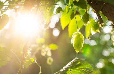 Green fresh hop cones for making beer and bread in backlight closeup