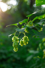 Green fresh hop cones for making beer and bread in backlight closeup