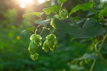 Green fresh hop cones for making beer and bread in backlight closeup