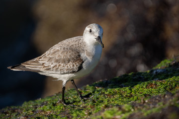 A sandlerling walking along moss covered rocks