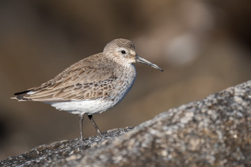 Dunlin on Rocks