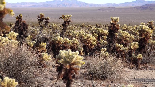 Cholla Cactus Garden at Joshua Tree National Park. Teddy bear cholla (Cylindropuntia bigelovii). California