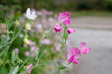 Decorative flowers of sweet peas in the garden