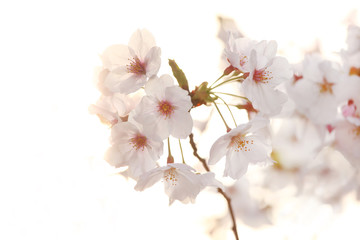 Obraz premium 桜の花 アップ