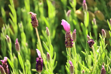 lavender flowers close up with green blurred background