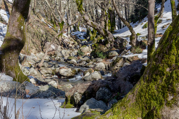 Small mountain river on a winter day (Greece, Evia island).