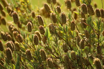 lavender flowers close up with green blurred background