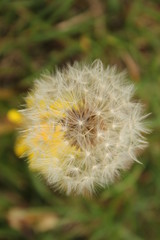 Macro image of a dandelion