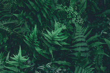 Panele Szklane  liście tropikalne, (liście paproci) zielone liście w dżungli, tło natury,