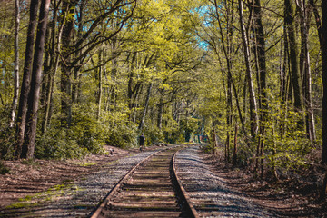 Railroad in the middle of the woods