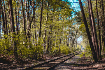 Obraz premium Railroad in the middle of the woods