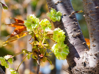 Green cherry blossom - Cerasus lannesiana ‘Gioiko’ - are start to bloom in Fukuoka city, JAPAN.