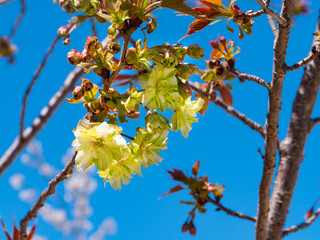Green cherry blossom - Cerasus lannesiana ‘Gioiko’ - are start to bloom in Fukuoka city, JAPAN.