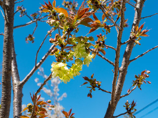 Green cherry blossom - Cerasus lannesiana ‘Gioiko’ - are start to bloom in Fukuoka city, JAPAN.