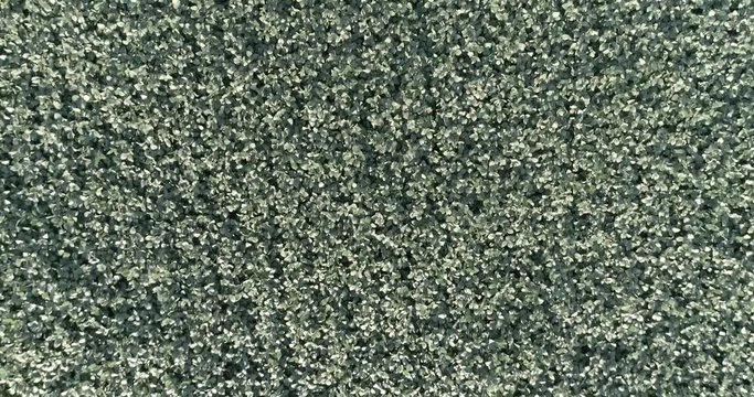 Flying over Soy Plantation oblique Drone camera without sky, flat image for coloring, agricultura Soja drone