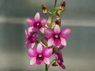 Beautiful purple and white phalaenopsis orchid flowers