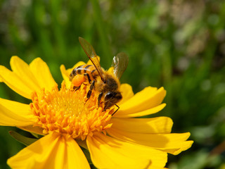 closeup bee pollinating yellow flower in beautiful garden