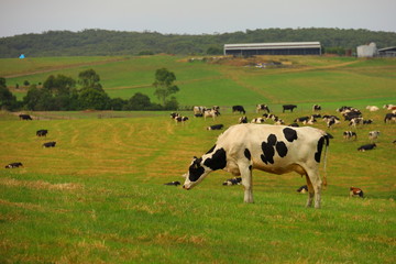 cattles on a farm landscape in Victoria, Australia
