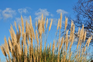 pampas grass in a field in Brittany. France