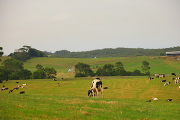 cattles on a farm landscape in Victoria, Australia