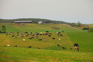 cattles on a farm landscape in Victoria, Australia