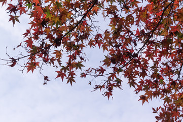 Autumn leaves of Bishamon-do, Yamashina-ku, Kyoto.