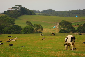 cattles on a farm landscape in Victoria, Australia