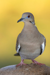 White winged dove backyard home feeder at sunshine