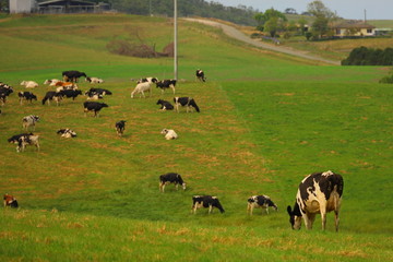 cattles on a farm landscape in Victoria, Australia