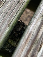 Obraz premium texture of wood with crab