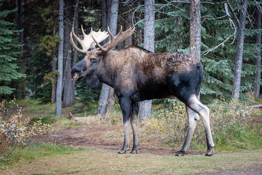 Closeup of bull moose in a forest in Jasper National Park, Alberta. Canadian Rockies