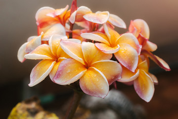 Plumeria flower.Pink yellow and white frangipani tropical flora, plumeria blossom blooming on tree.	