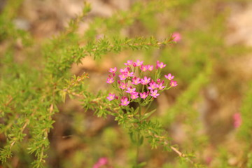 pink wild flowers in the nature