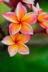 Plumeria flower.Pink yellow and white frangipani tropical flora, plumeria blossom blooming on tree.	