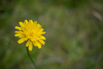  YELLOW FLOWER IN THE GARDEN