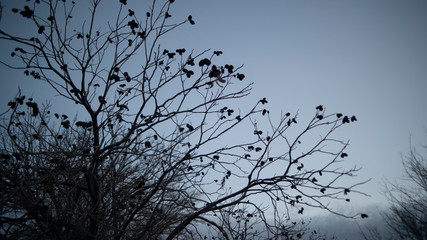 Pecan Trees in Dusk in the Winter Weather Season