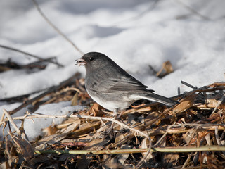 Small Dark-eyed Junco stands on freshly fallen snow with seeds in beak and curiously watches camera surrounded by de-focused sticks and dried leaves. Copy space