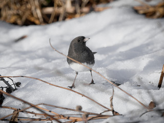 Small Dark-eyed Junco stands on freshly fallen snow and curiously watches camera surrounded by de-focused sticks and dried leaves. Copy space