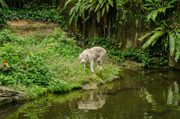 A white tiger reflection on the river in Singapore zoo