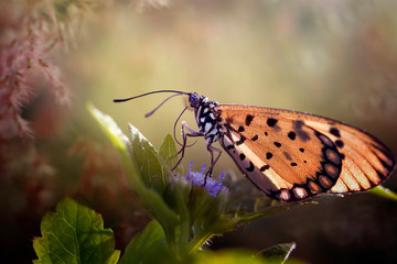 Amazing Beautiful Exotic Butterfly - Butterfly Photo Series